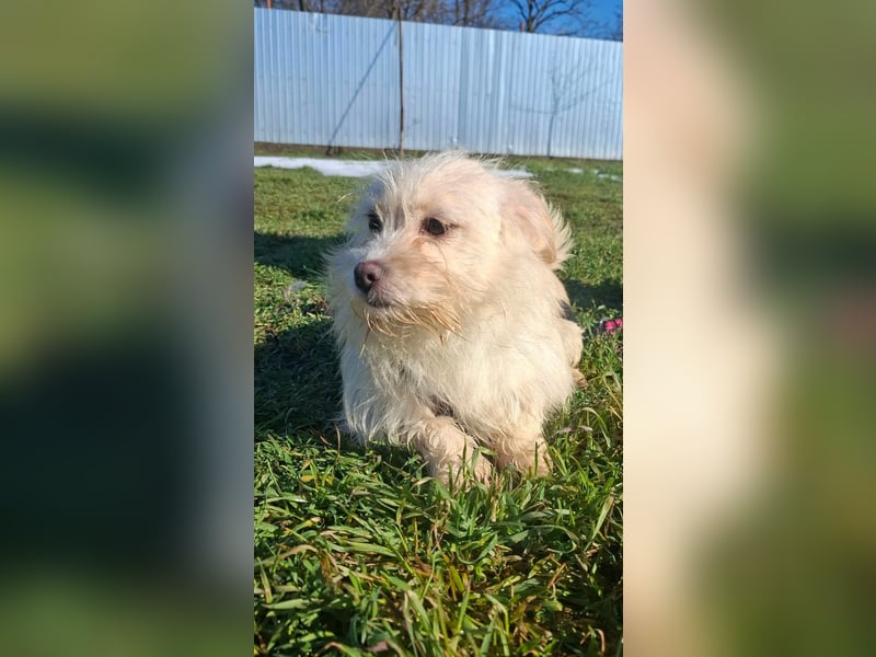 Zuckersüße Bichonhündin Kenya