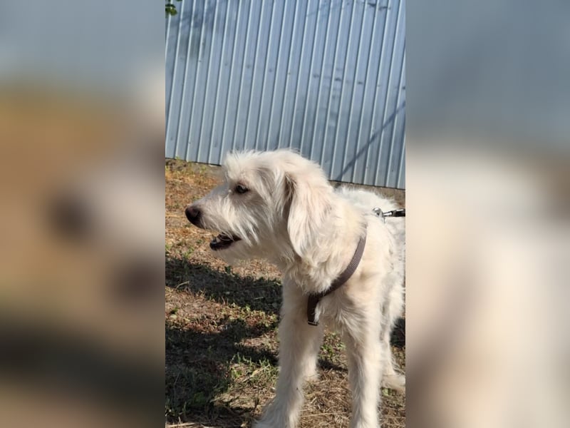 Wunderbare Hündin Azaleea