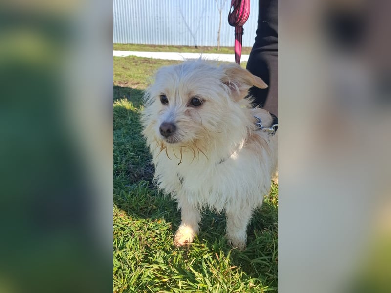 Zuckersüße Bichonhündin Kenya