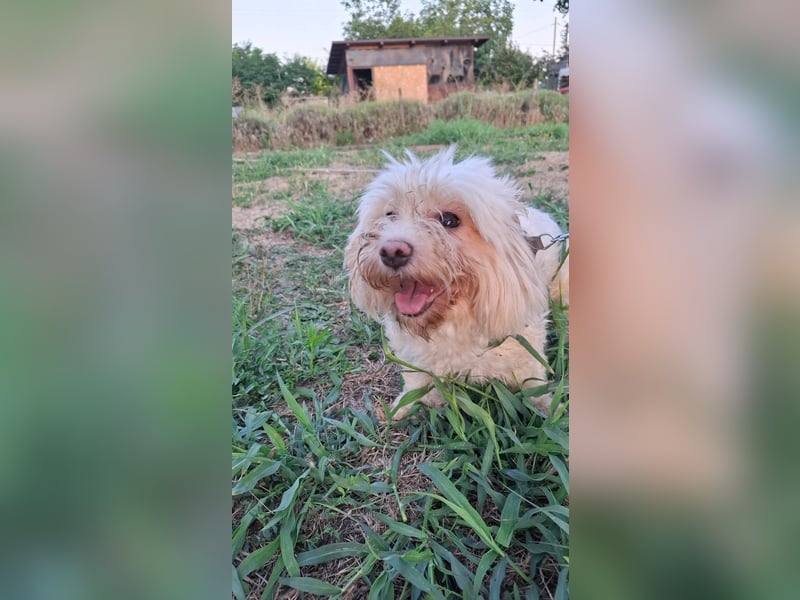 allerliebste kleine Masha