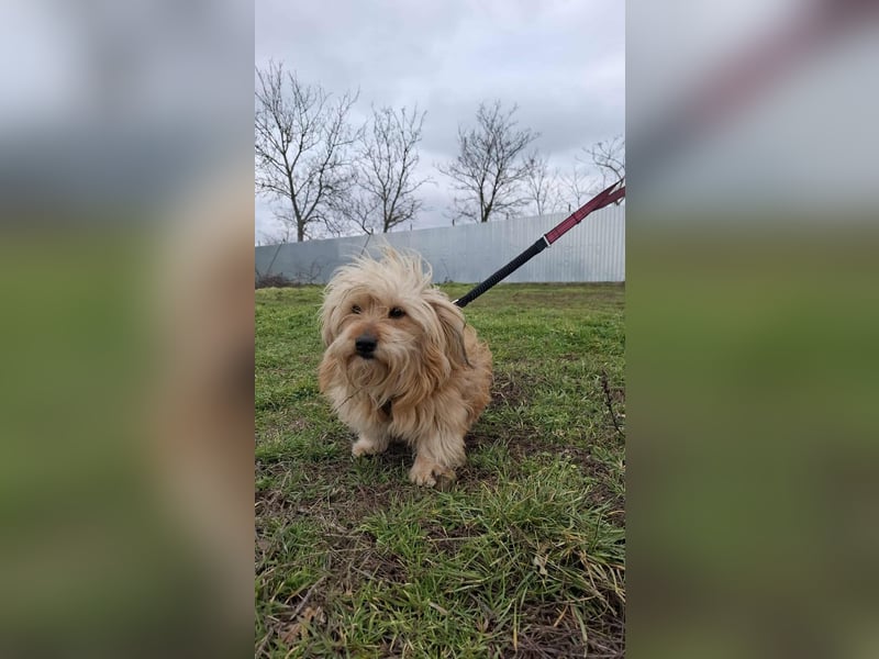 Hündin Antonia Bichon Mix