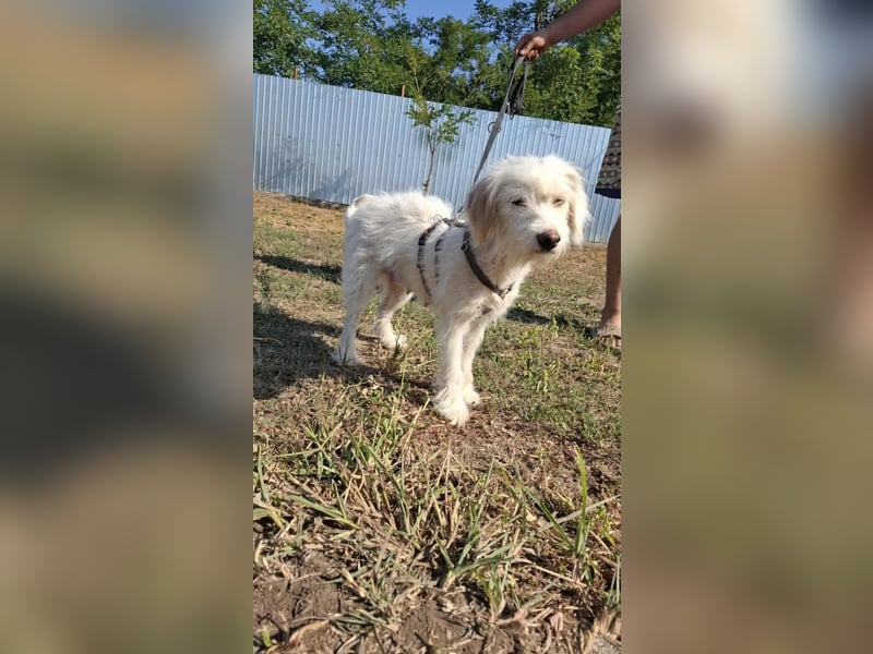 Wunderbare Hündin Azaleea