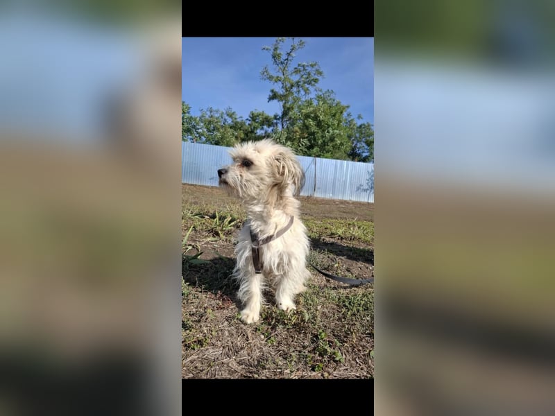 Malteser Bichon Mischling Johnny