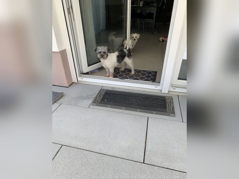 Kitty Lockenköpfchen