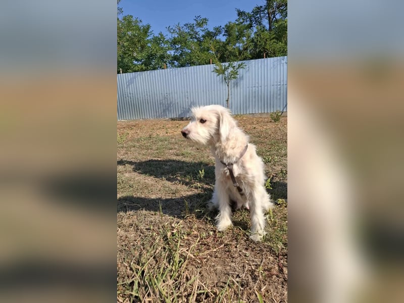 Wunderbare Hündin Azaleea