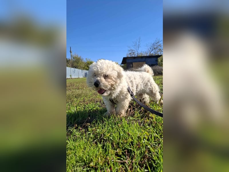 Jaimy, kleiner süßer Bichon