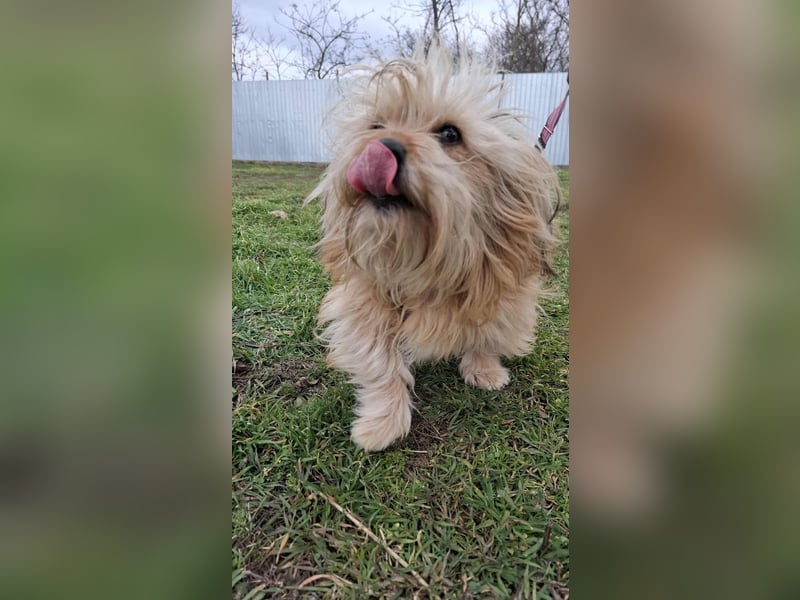 Hündin Antonia Bichon Mix