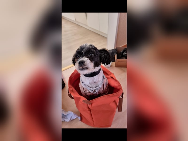 Kleiner süßer Bichon Mix Rüde