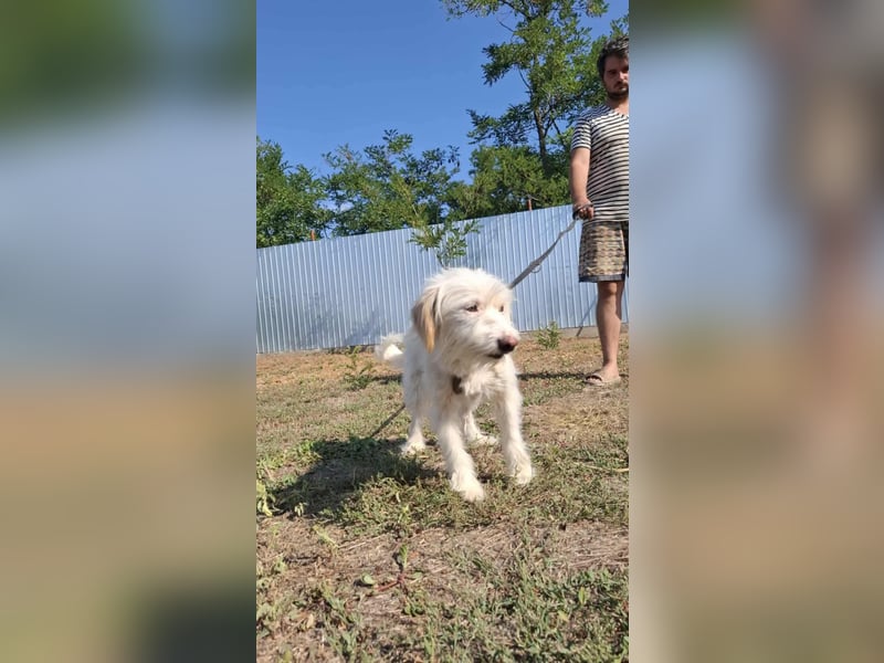 Wunderbare Hündin Azaleea