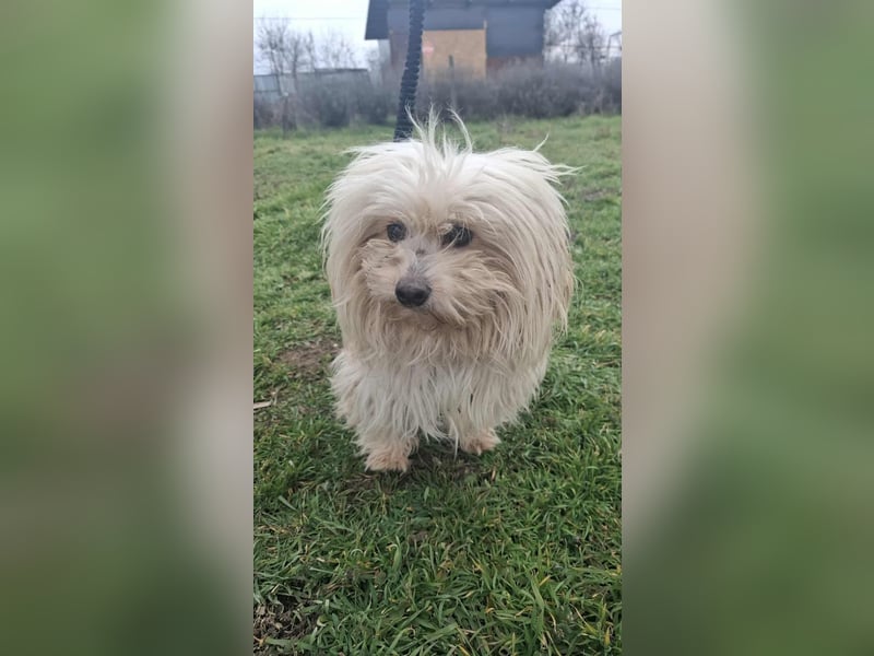 Antonio Bichon Rüde