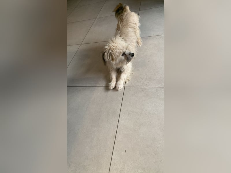 Malteser Bichon Mischling Johnny