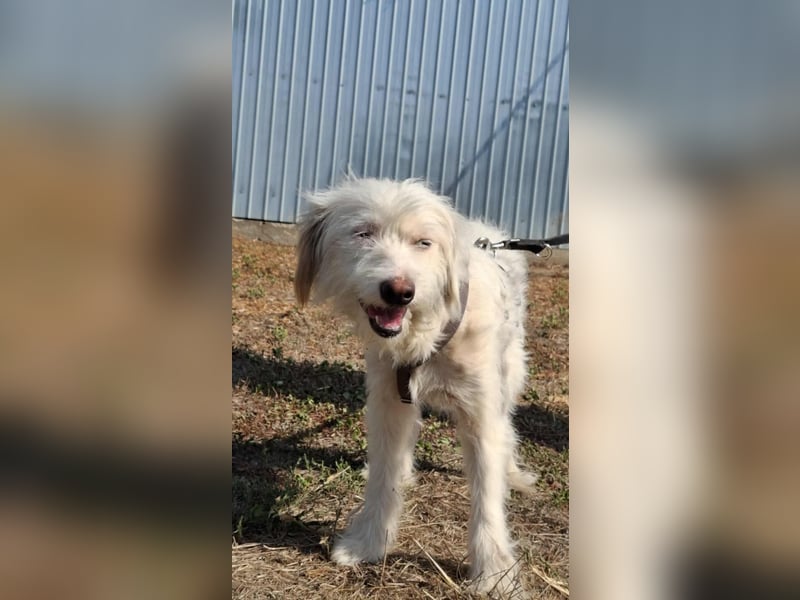 Wunderbare Hündin Azaleea