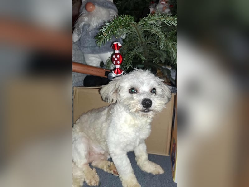 Kleiner Herzensbrecher Toy