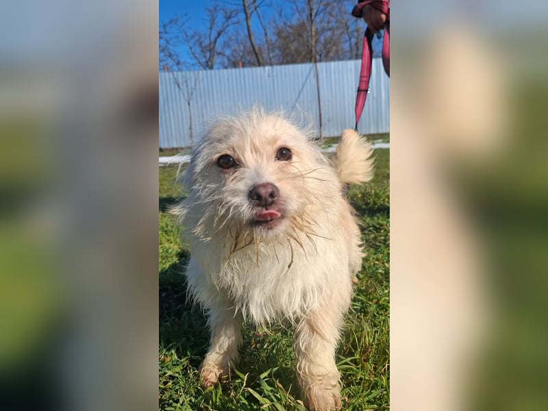 Zuckersüße Bichonhündin Kenya