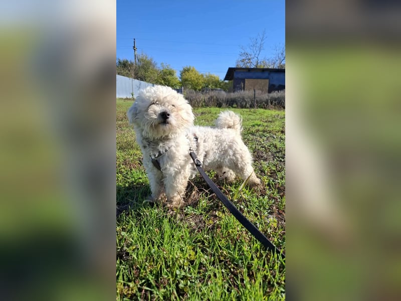 Jaimy, kleiner süßer Bichon