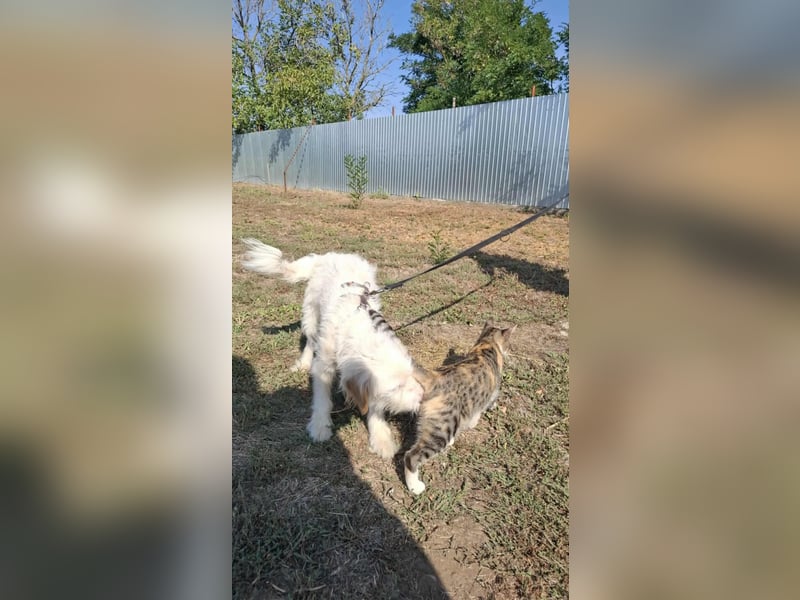 Wunderbare Hündin Azaleea