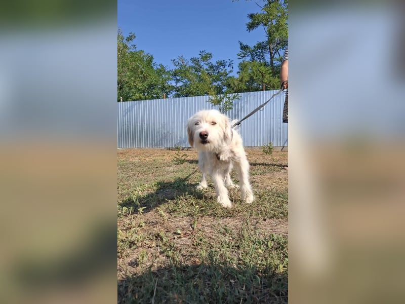 Wunderbare Hündin Azaleea