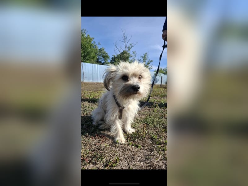 Malteser Bichon Mischling Johnny