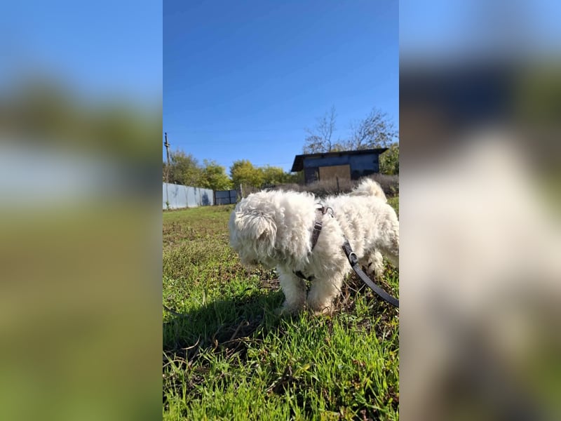 Jaimy, kleiner süßer Bichon