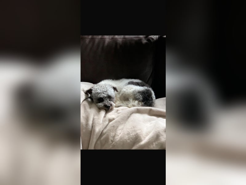 Kitty Lockenköpfchen