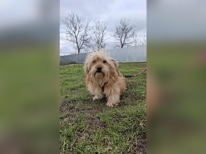 Hündin Antonia Bichon Mix