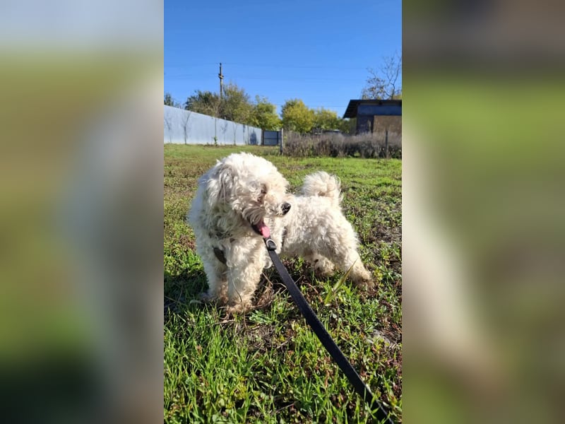 Jaimy, kleiner süßer Bichon
