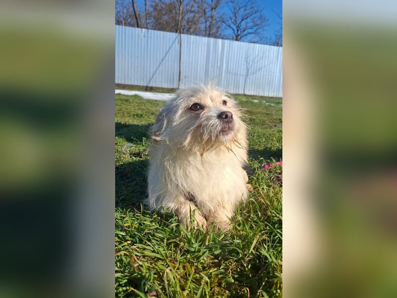 Zuckersüße Bichonhündin Kenya