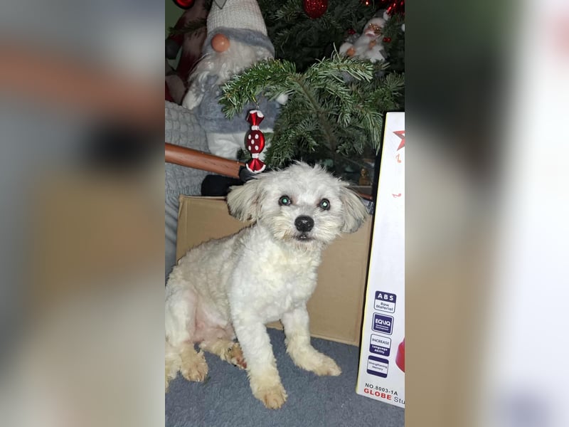 Kleiner Herzensbrecher Toy