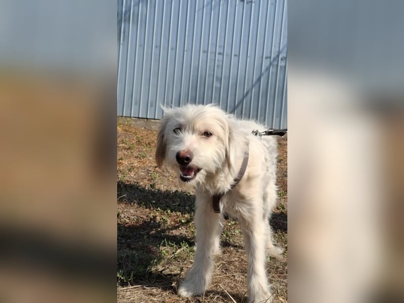 Wunderbare Hündin Azaleea