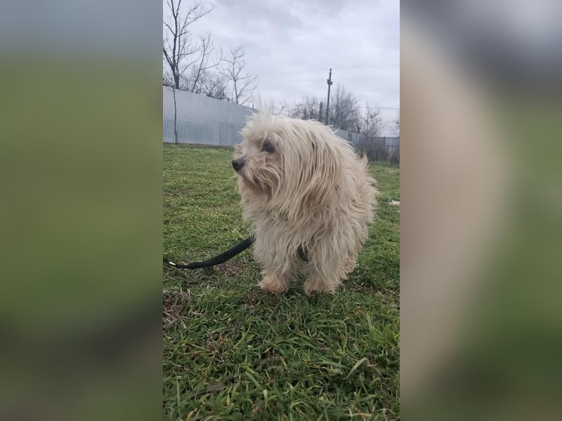 Antonio Bichon Rüde