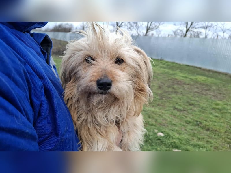 Hündin Antonia Bichon Mix