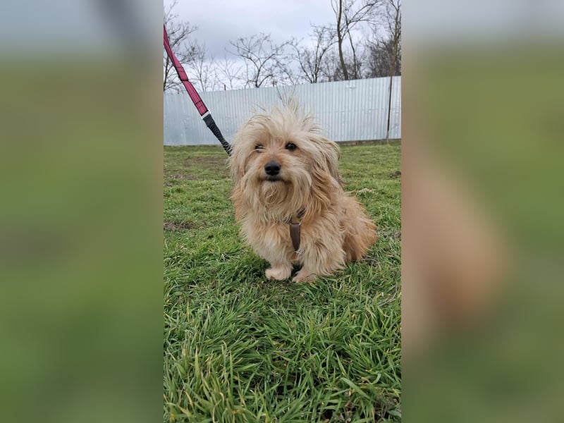 Hündin Antonia Bichon Mix