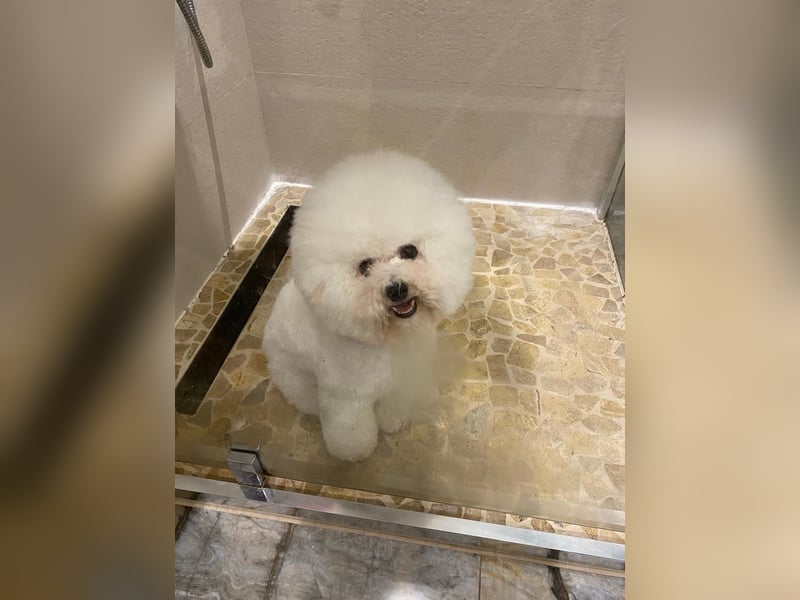 Bichon Frise Deckrüde FCI