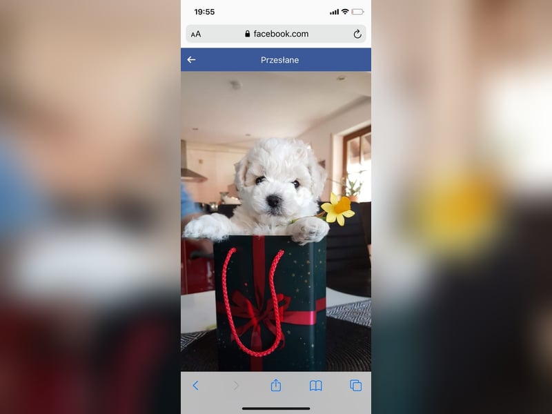 Bichon Frise Deckrüde FCI