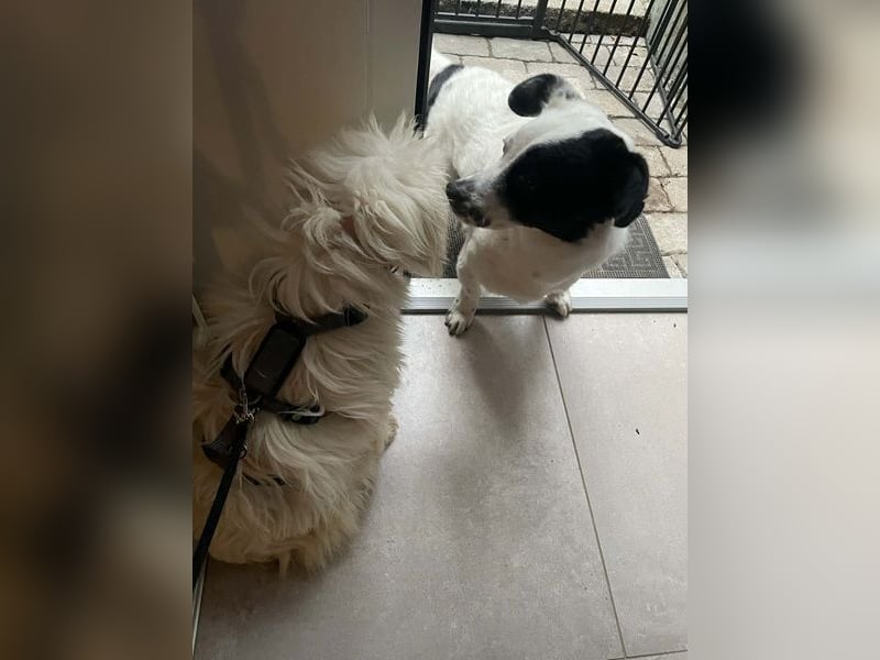 Amaja von kettenlos (auf Pflegestelle in NRW)