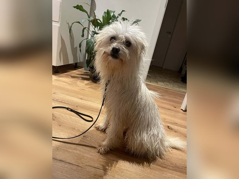 Amaja von kettenlos (auf Pflegestelle in NRW)