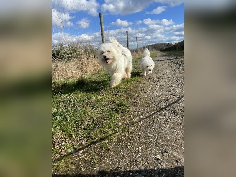 Amaja von kettenlos (auf Pflegestelle in NRW)