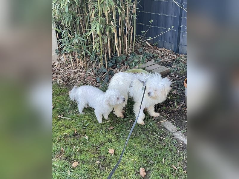 Amaja von kettenlos (auf Pflegestelle in NRW)