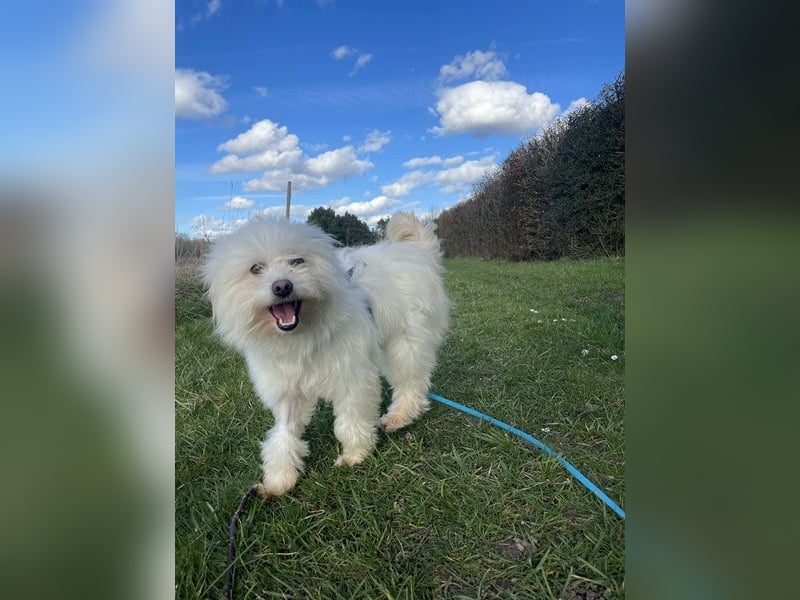 Amaja von kettenlos (auf Pflegestelle in NRW)
