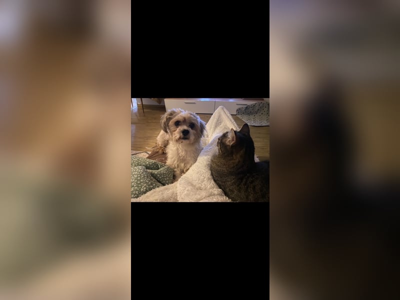 Kleiner Bichon/Malteser Mix BRADY sucht seine Familie!