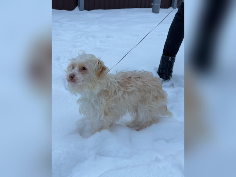 Kleiner Bichon/Malteser Mix BRADY sucht seine Familie!