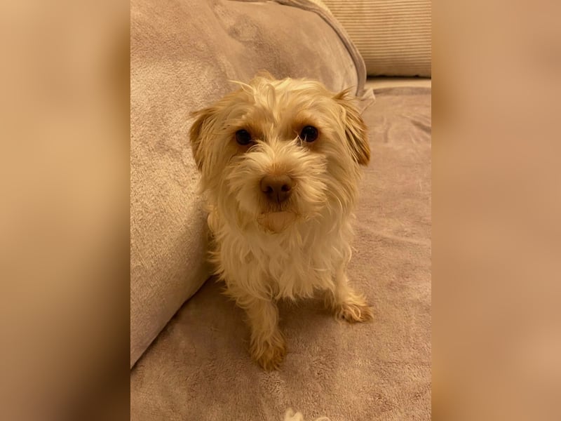 Kleiner Bichon/Malteser Mix BRADY sucht seine Familie!