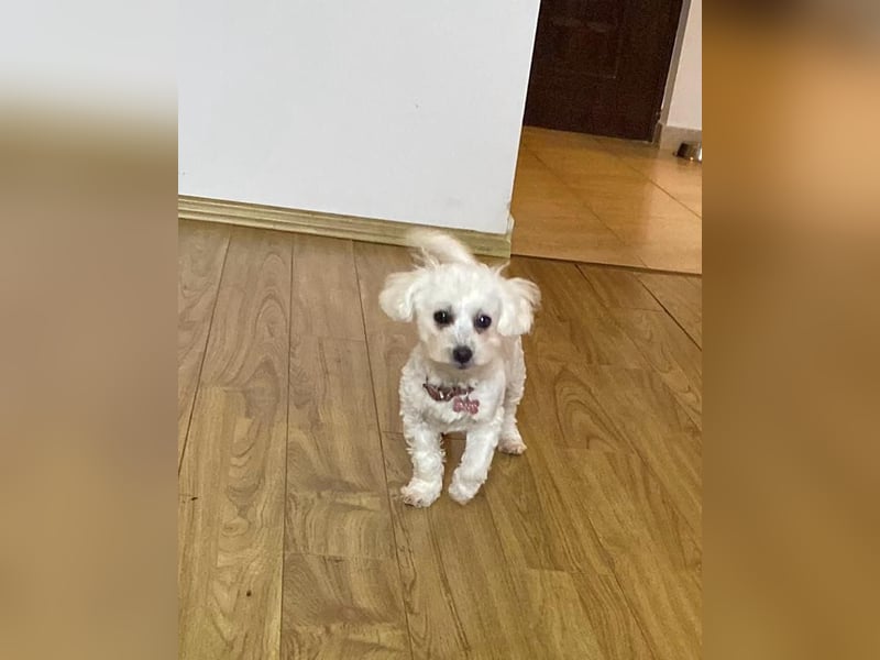 Welpendame JESSY (Bichon-Malteser-Mix) sucht ihre Familie!