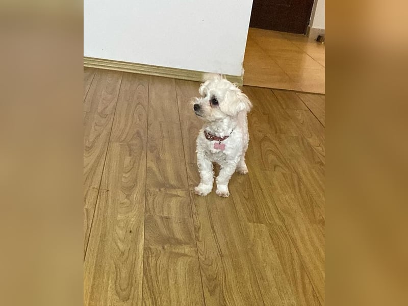 Welpendame JESSY (Bichon-Malteser-Mix) sucht ihre Familie!