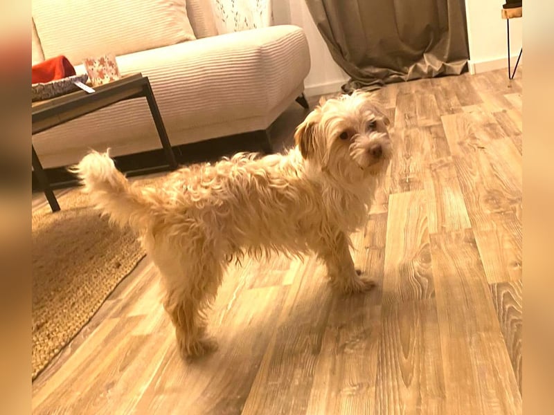 Kleiner Bichon/Malteser Mix BRADY sucht seine Familie!