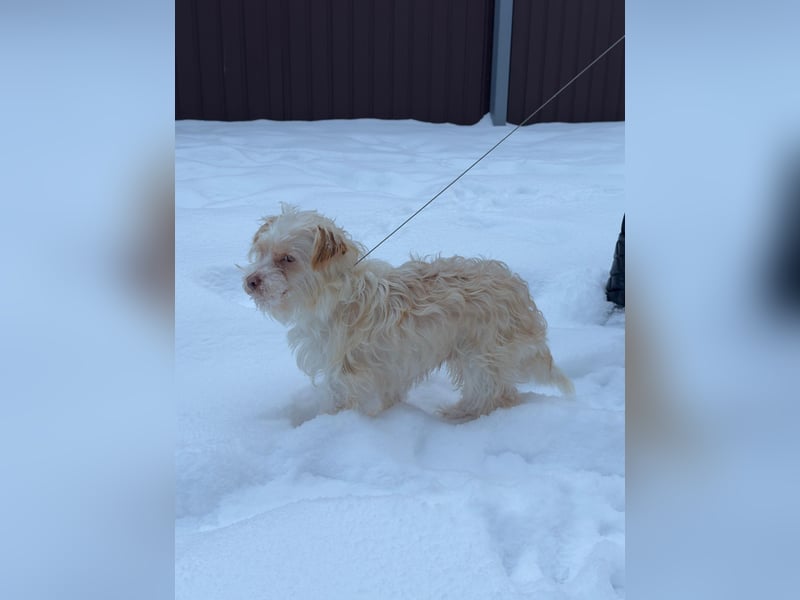 Kleiner Bichon/Malteser Mix BRADY sucht seine Familie!