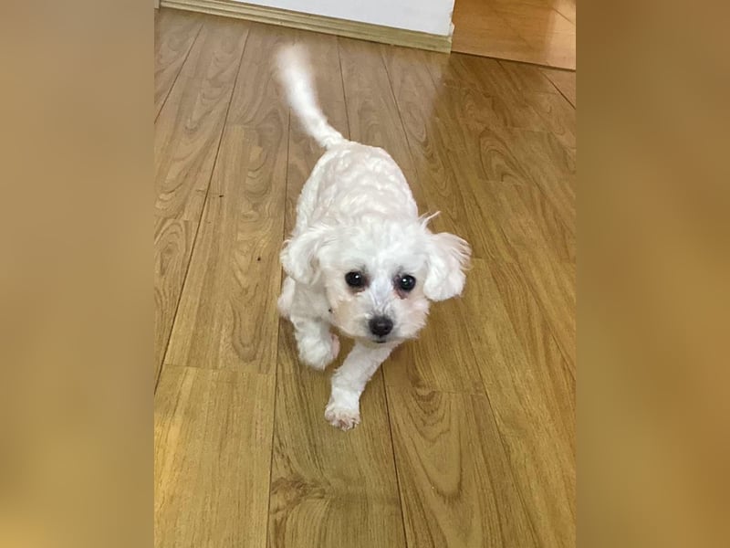 Welpendame JESSY (Bichon-Malteser-Mix) sucht ihre Familie!