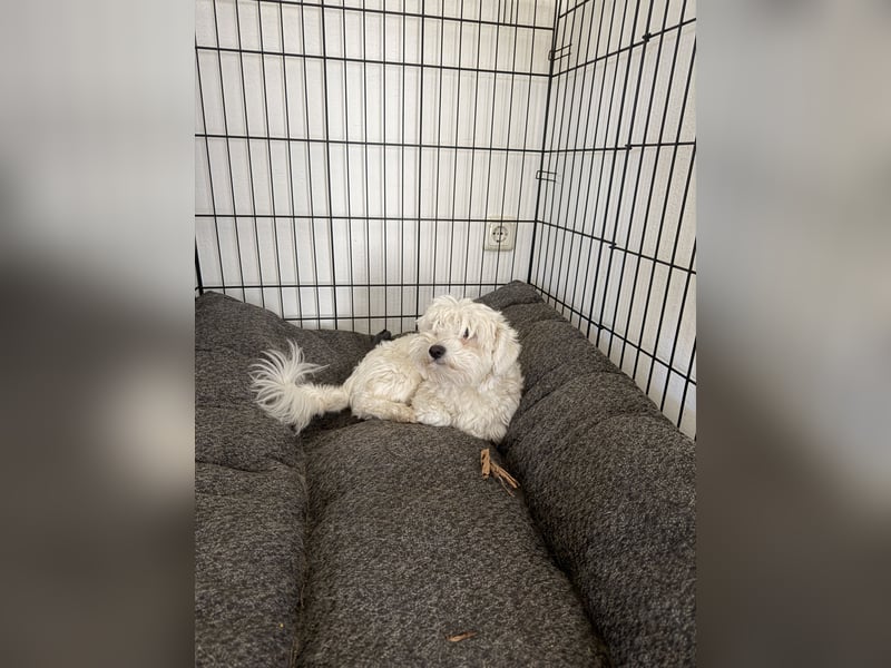 Liebevoller Bichon sucht ein neues Zuhause