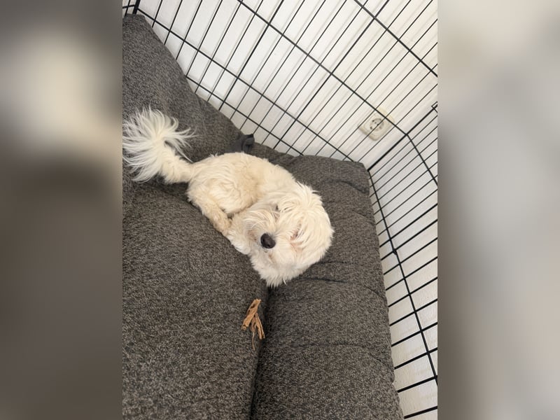Süß Hund zum verkaufen