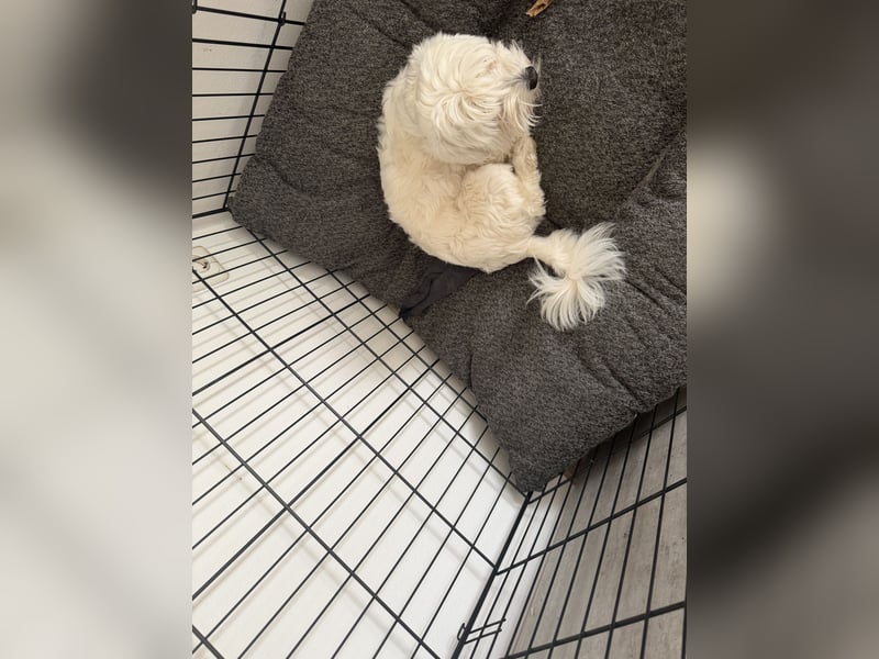 Süß Hund zum verkaufen